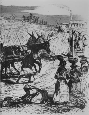 Travaux dans les champs de canne