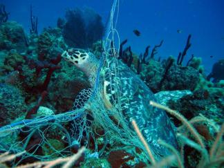 Tortues filet  20 10 11 020