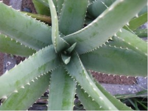 Aloes