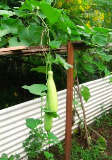 Calebasse douce tropicale