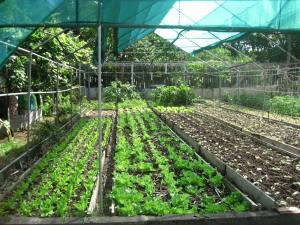 Jardin biologique de Tonton Fernand