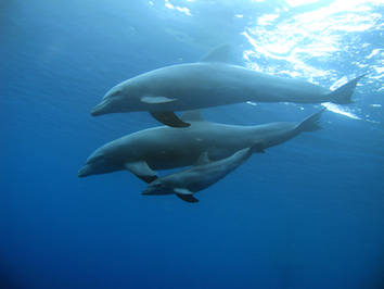 Queue échancrée, Jojo et Éclair - Ph. Claire Jeuffroy