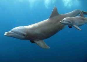 Queue échancrée et Jojo - Ph. Claire Jeuffroy