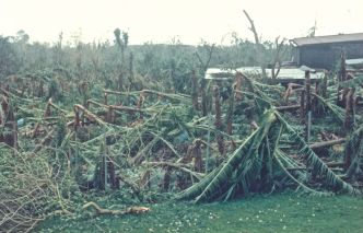1988 : Gilbert ravage la bananeraie - Ph. R. Joyeux