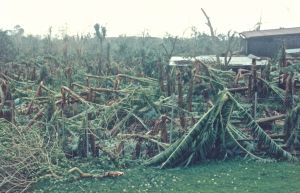 1988 : Gilbert ravage la bananeraie - Ph. R. Joyeux