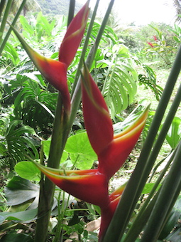 Héliconia naturelle de Saint-Éloi - Ph. R. Joyeux
