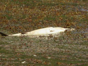 Poisson mort à Pompierre - Ph R.Joyeux