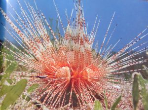 Oursin rectifié rogné