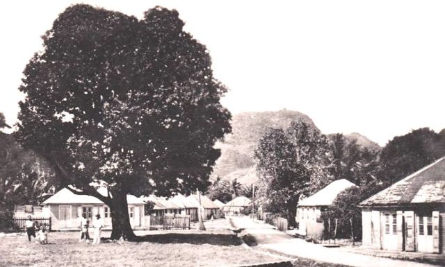 Poirier centenaire Place de la mairie à Terre-de-Haut - 1960
