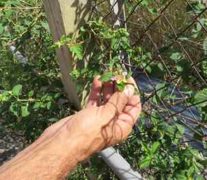 Fleur de lantanier- Ph R. Joyeux