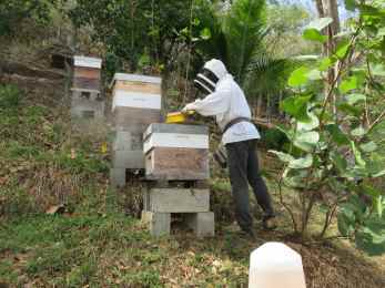 Philippe et ses ruches