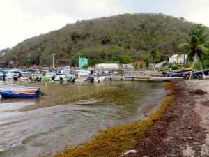 Port de l'Anse des Mûriers envahi de sargasses