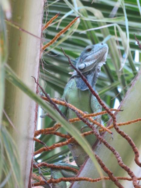 iguane copie2