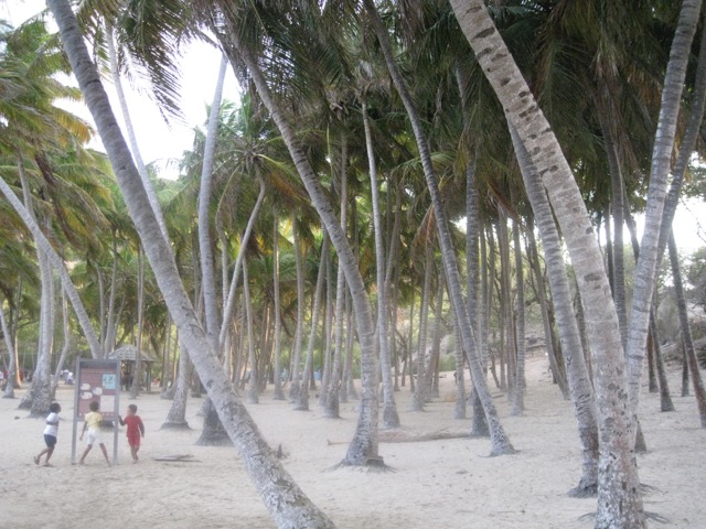 Cocoteraie à Pompierre Terre-de-Haut - Ph. R.Joyeux