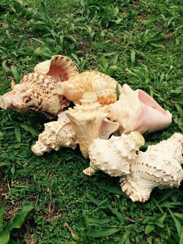 Les srombophones de Gérard Gros - Ph Jessy Govindama