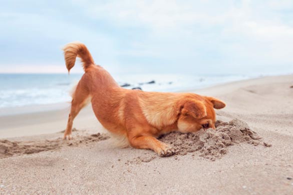 Plage-pour-chiens-Barcelone4