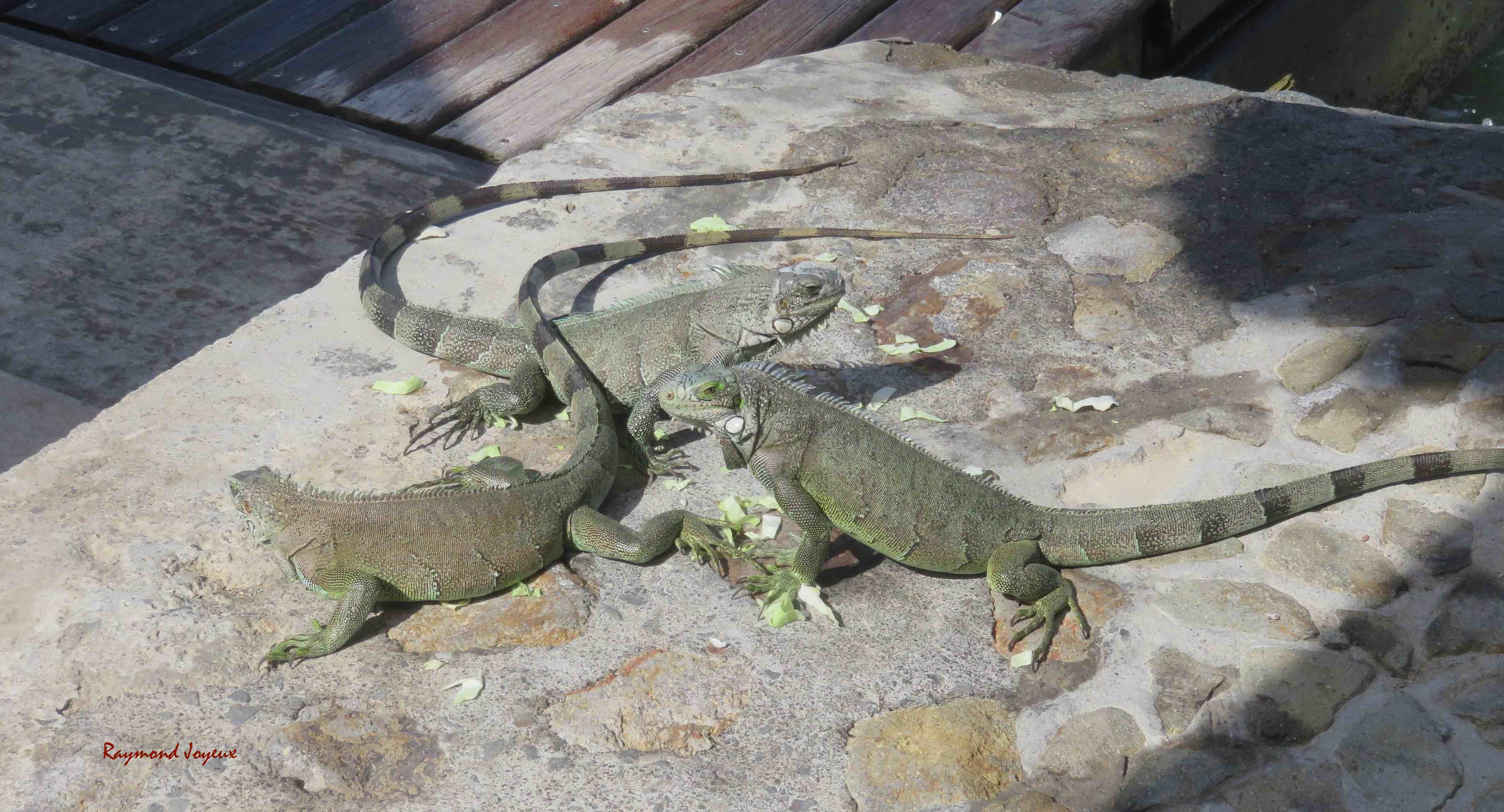 IMG_2857 (1) - copie